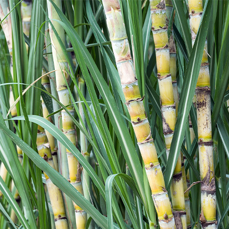sugar-cane